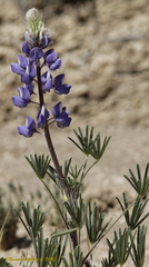 Lupinus benthamii