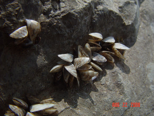 Zebra Mussel