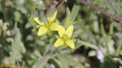 Tropidocarpum gracile