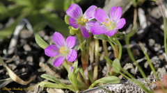 Calandrinia menziesii