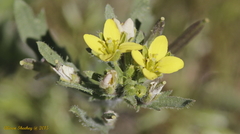 Tropidocarpum gracile