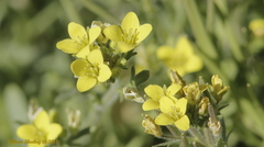 Tropidocarpum gracile