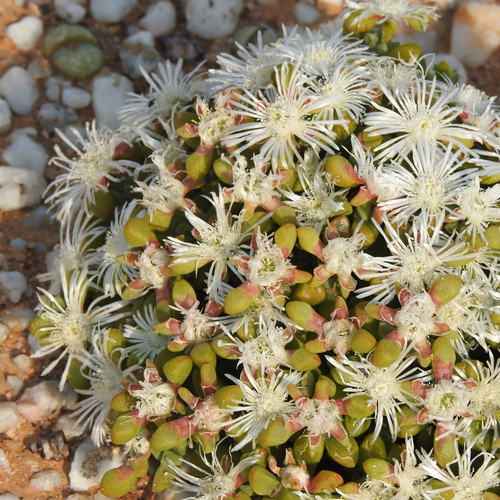 Image of Drosanthemopsis diversifolia by (c) Noeleen du Toit, some rights reserved (CC BY-SA)