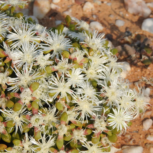 Image of Drosanthemopsis diversifolia by (c) Noeleen du Toit, some rights reserved (CC BY-SA)