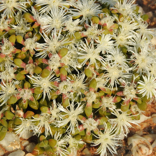 Image of Drosanthemopsis diversifolia by (c) Noeleen du Toit, some rights reserved (CC BY-SA)