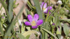Calandrinia menziesii