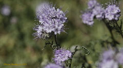 Phacelia tanacetifolia