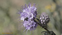Phacelia tanacetifolia