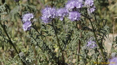 Phacelia tanacetifolia