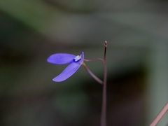Utricularia leptoplectra