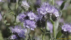 Phacelia tanacetifolia
