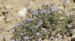 Phacelia tanacetifolia