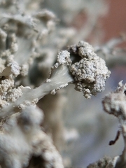 Ramalina intermedia