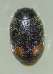 Nephus binaevatus