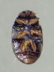 Nephus binaevatus