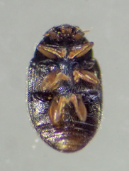 Nephus binaevatus