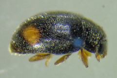 Nephus binaevatus