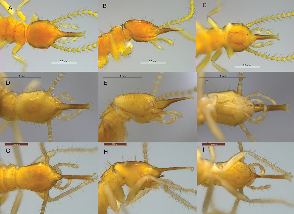 Rhinotermes marginalis
