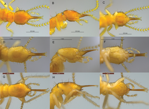 Rhinotermes marginalis
