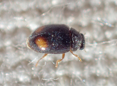Nephus binaevatus