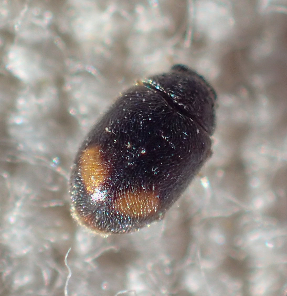 Dusky Lady Beetle