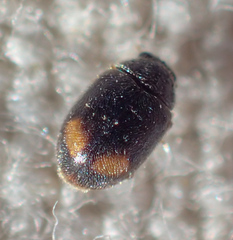 Nephus binaevatus