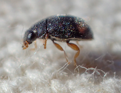 Nephus binaevatus
