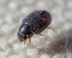 Nephus binaevatus