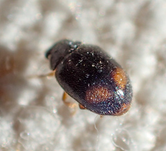 Nephus binaevatus