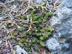 Sedum