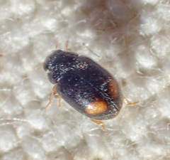 Nephus binaevatus