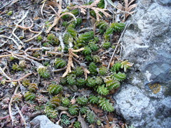 Sedum