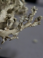Ramalina intermedia