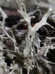 Ramalina intermedia