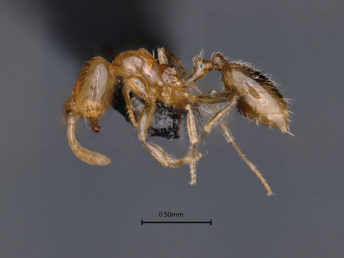 Syllophopsis australicaSyllophopsis australica