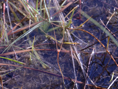 Utricularia dunstaniae