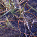 Utricularia dunstaniae - Photo (c) Zig,  זכויות יוצרים חלקיות (CC BY-NC-ND), הועלה על ידי Zig