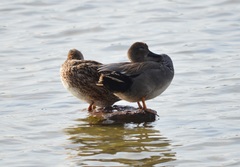 Mareca strepera