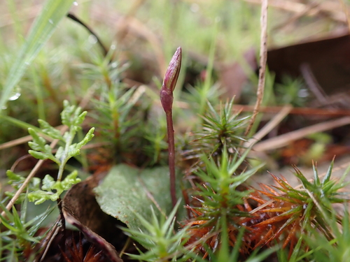 Image of Cyrtostylis reniformis by (c) Nina Kerr, some rights reserved (CC BY)