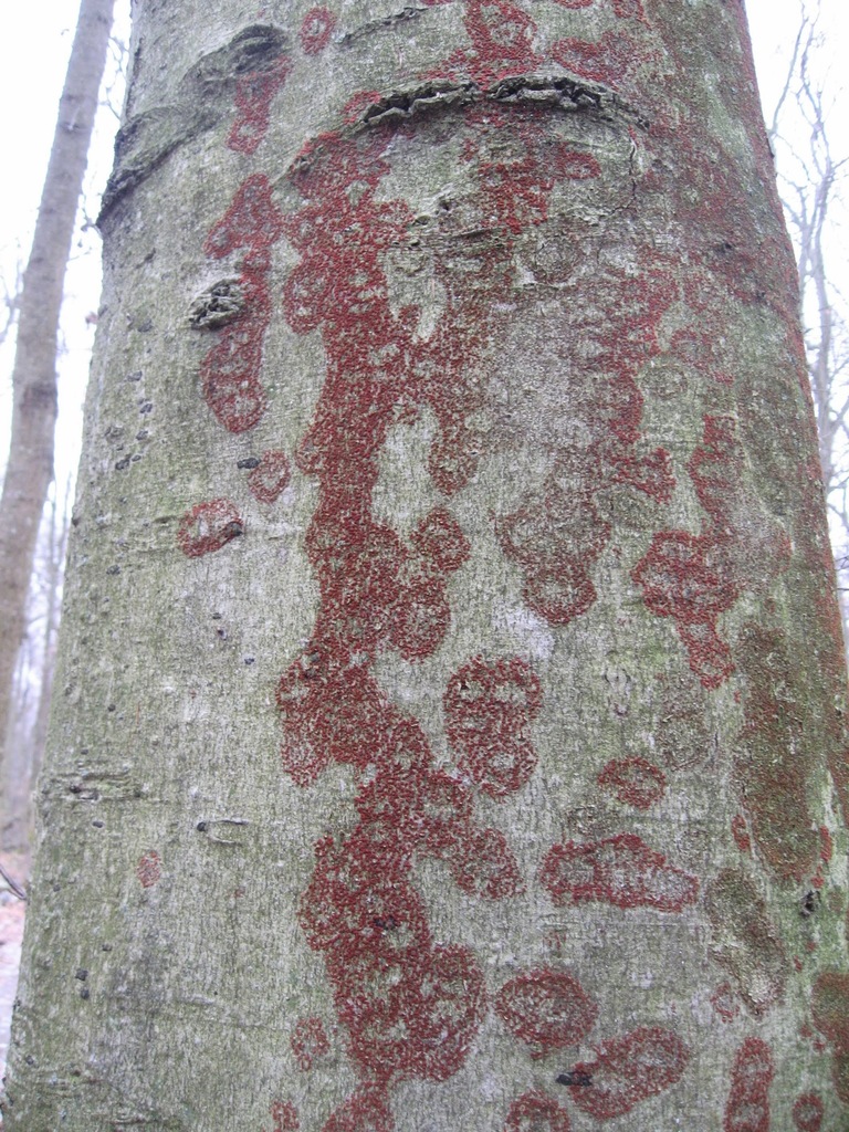 Nectriaceae