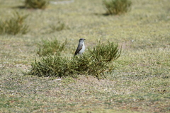 Muscisaxicola cinereus