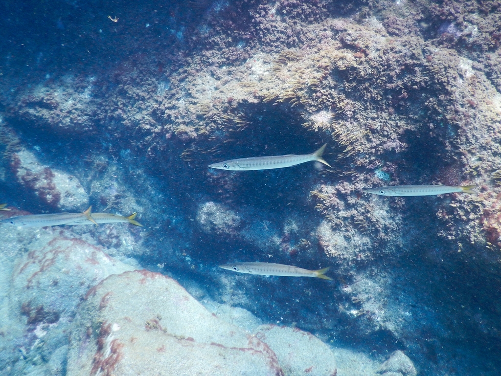 Yellowmouth Barracuda