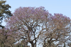 Jacaranda mimosifolia