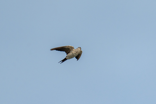 Cecropis striolata observed 2023-08-13