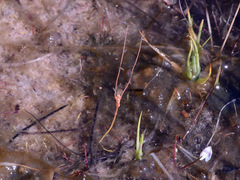 Utricularia dunstaniae