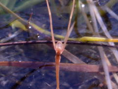Utricularia dunstaniae