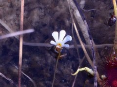 Utricularia holtzei