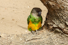 Poicephalus senegalus