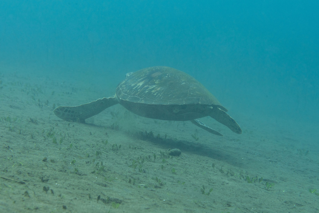 Green Sea Turtle In August 2023 By Chang Jack Chih Wei INaturalist   Large 