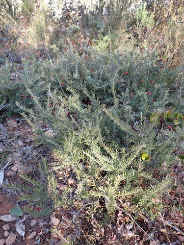 Image of Grevillea lanigera by (c) Nina Kerr, some rights reserved (CC BY)